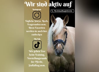 Cruzado, Gelding, 5 years, 16,1 hh, Palomino