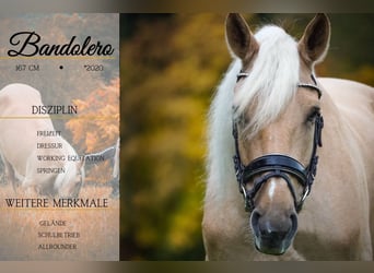 Cruzado, Gelding, 5 years, 16,1 hh, Palomino