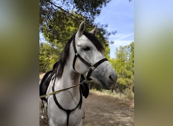 Cruzado Mix, Gelding, 5 years, Grey