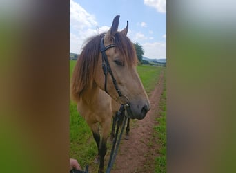 Cruzado Mix, Gelding, 6 years, 14.2 hh, Buckskin