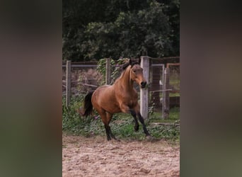 Cruzado, Gelding, 6 years, 14.2 hh, Buckskin