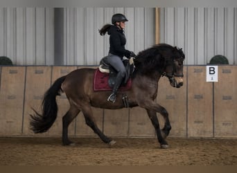 Cruzado, Gelding, 6 years, 14,2 hh, Dun