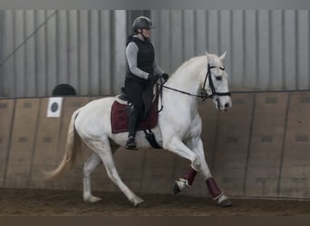 Cruzado, Gelding, 6 years, 15 hh, Grey