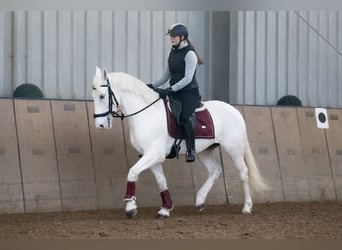 Cruzado, Gelding, 6 years, 15 hh, Grey