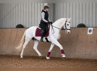 Cruzado, Gelding, 6 years, 15 hh, Grey