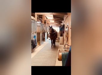 Cruzado Mix, Gelding, 6 years, 15,1 hh, Bay-Dark