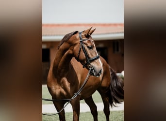 Cruzado, Gelding, 6 years, 15,2 hh, Chestnut-Red