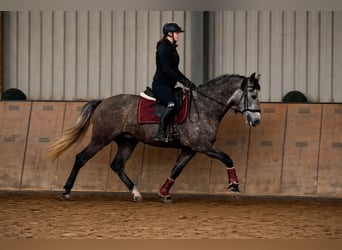 Cruzado, Gelding, 6 years, 15,2 hh, Grey