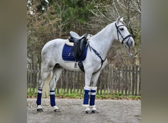 Cruzado, Gelding, 6 years, 15,2 hh, Grey