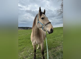 Cruzado, Gelding, 6 years, 16 hh, Buckskin