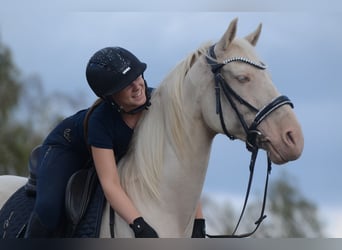 Cruzado, Gelding, 6 years, 16 hh, Cremello