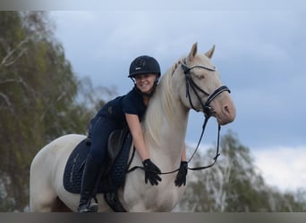 Cruzado, Gelding, 6 years, 16 hh, Cremello