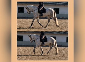 Cruzado, Gelding, 6 years, 16 hh, Grey