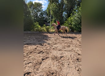 Cruzado, Gelding, 6 years, 16 hh, Palomino