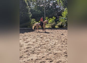 Cruzado, Gelding, 6 years, 16 hh, Palomino