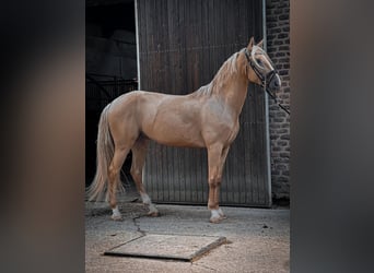 Cruzado, Gelding, 6 years, 16 hh, Palomino