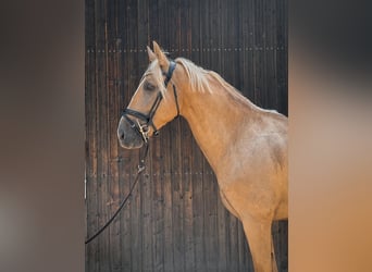 Cruzado, Gelding, 6 years, 16 hh, Palomino
