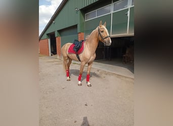 Cruzado, Gelding, 6 years, 16 hh, Palomino
