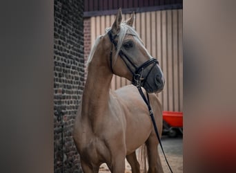 Cruzado, Gelding, 6 years, 16 hh, Palomino