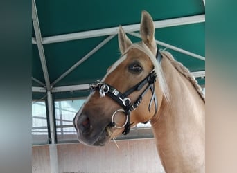 Cruzado, Gelding, 6 years, 16 hh, Palomino