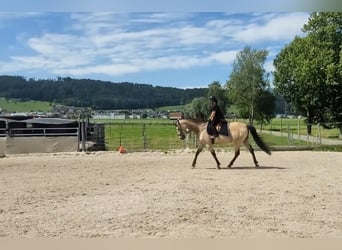 Cruzado Mix, Gelding, 6 years, 17 hh, Buckskin