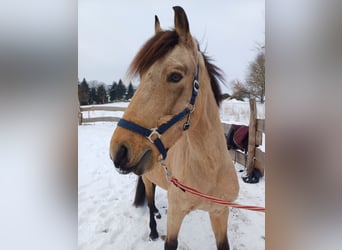 Cruzado, Gelding, 7 years, 14,1 hh, Buckskin