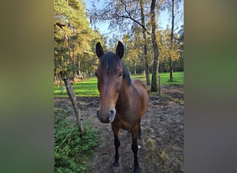 Cruzado, Gelding, 7 years, 15.1 hh, Brown