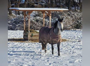 Cruzado, Gelding, 7 years, 15.1 hh, Grey-Dapple