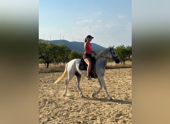 Cruzado, Gelding, 7 years, 15.2 hh, Grey