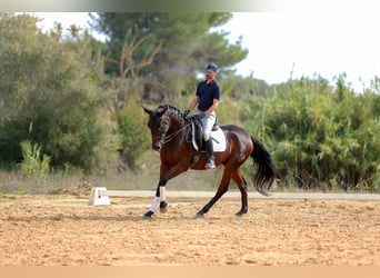 Cruzado, Gelding, 7 years, 15.3 hh, Bay-Dark