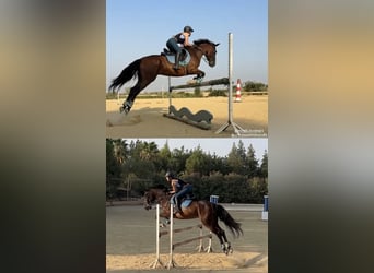 Cruzado, Gelding, 7 years, 15.3 hh, Bay-Dark