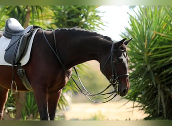 Cruzado, Gelding, 7 years, 15.3 hh, Bay-Dark