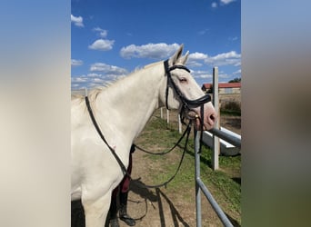 Cruzado, Gelding, 7 years, 15,1 hh, Cremello