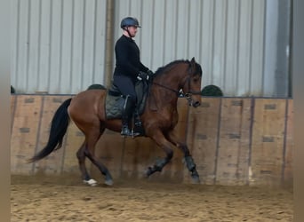 Cruzado, Gelding, 7 years, 15,2 hh, Brown