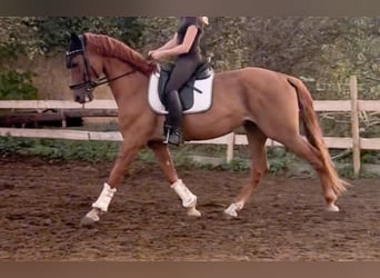 Cruzado, Gelding, 7 years, 15,2 hh
