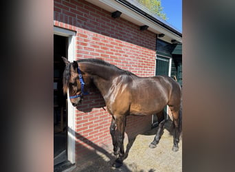 Cruzado, Gelding, 7 years, 16 hh, Bay-Dark