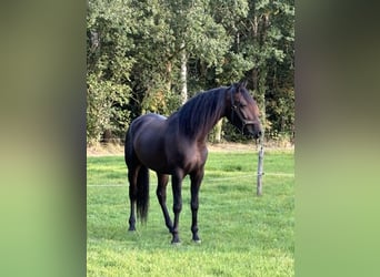 Cruzado, Gelding, 7 years, 16 hh, Bay-Dark