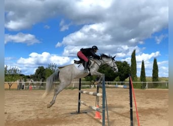Cruzado, Gelding, 7 years, 16 hh, Grey