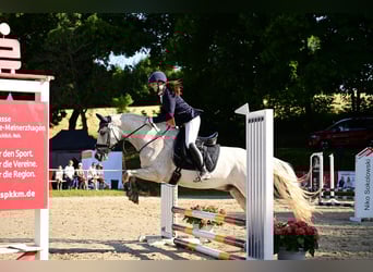 Cruzado, Gelding, 8 years, 15.1 hh, Grey