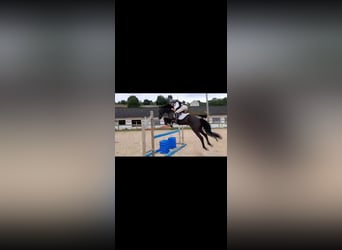 Cruzado, Gelding, 8 years, 15.2 hh, Black