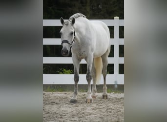 Cruzado, Gelding, 8 years, 15.3 hh, Grey