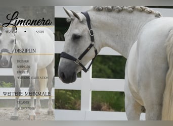 Cruzado, Gelding, 8 years, 15.3 hh, Grey