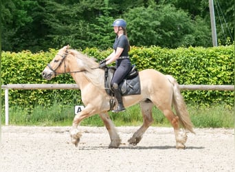 Cruzado, Gelding, 8 years, 15 hh, Dun