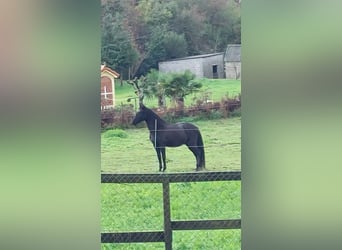 Cruzado, Gelding, 8 years, 15,1 hh, Black