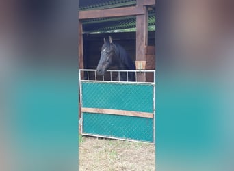Cruzado, Gelding, 8 years, 15,1 hh, Black