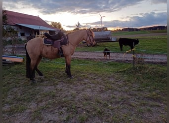 Cruzado, Gelding, 8 years, 15,1 hh, Dun