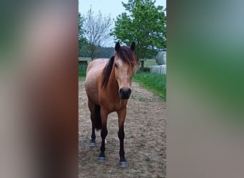 Cruzado, Gelding, 8 years, 15,1 hh, Dun