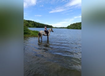Cruzado, Gelding, 8 years, 15,1 hh, Grey