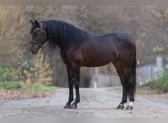 Cruzado, Gelding, 8 years, 15,3 hh, Bay-Dark