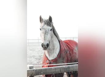 Cruzado, Gelding, 8 years, 16,1 hh, Grey